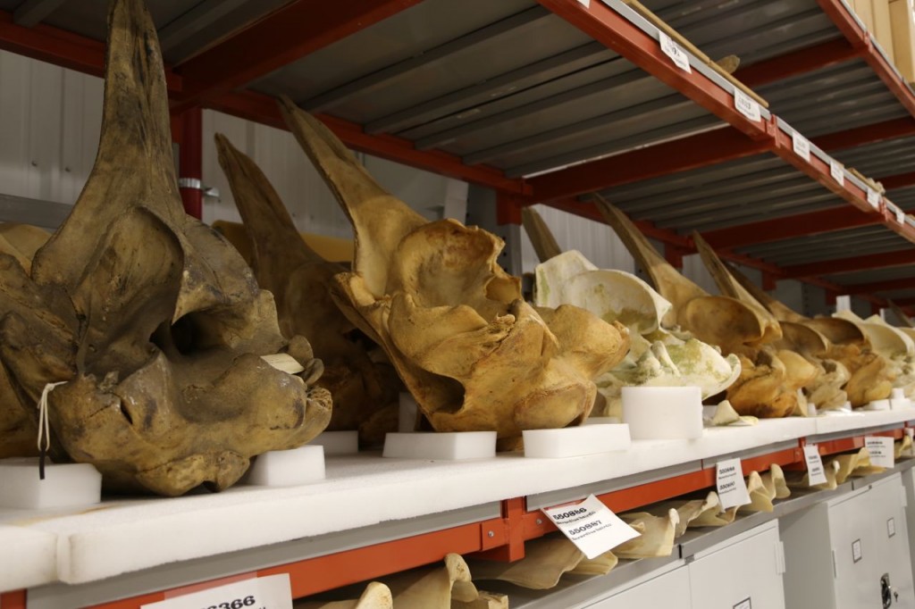 Baird's beaked whale skulls
