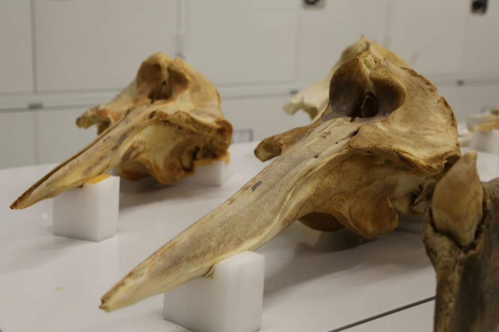 Blainville's beaked whale skulls, female on left, male on right