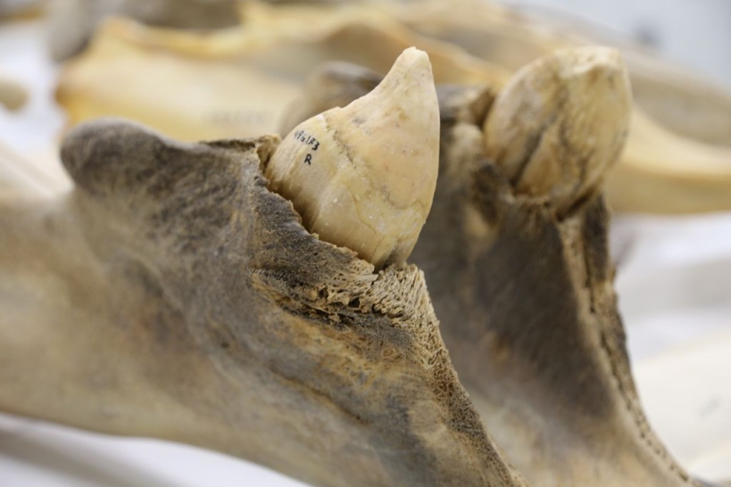 Male Blainville's beaked whale teeth