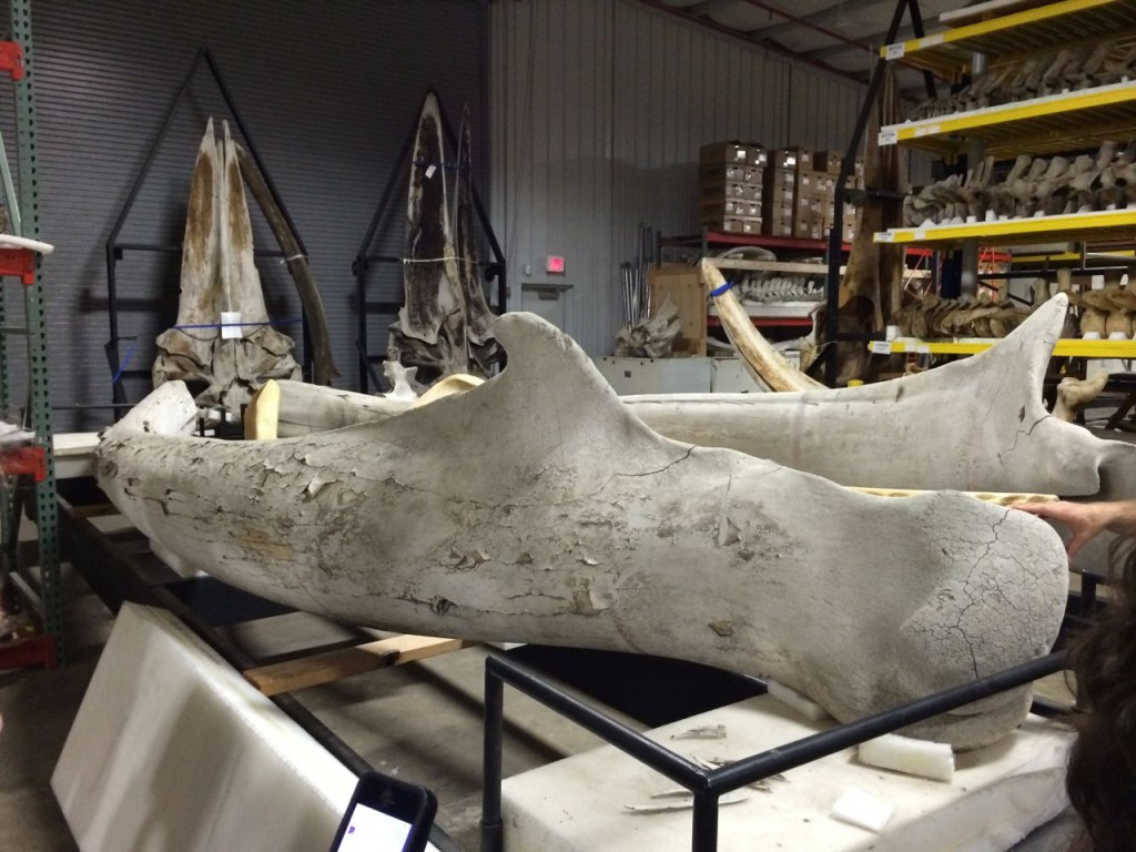 Blue whale jaw bone