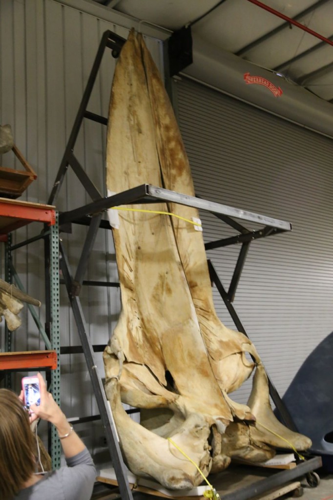 North Atlantic blue whale skull