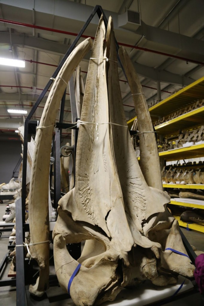 Sei whale skull