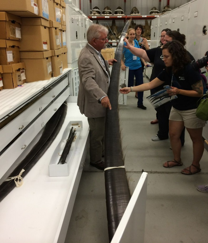 Baleen, Charley Potter is holding one piece. In box in drawer is an umbrella skeleton made from baleen.