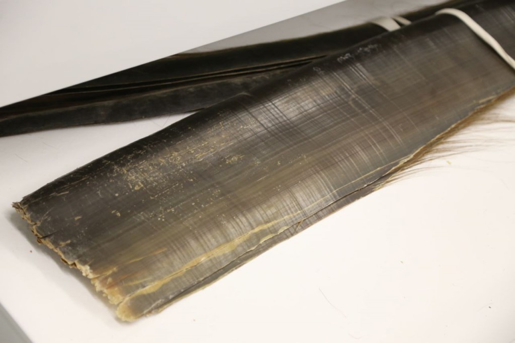 Baleen