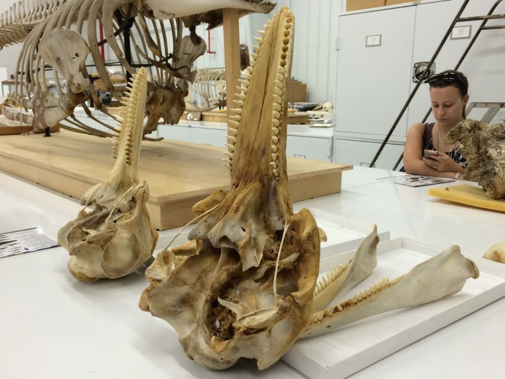 Bottlenose dolphin skulls, on left is coastal one, on right is offshore one