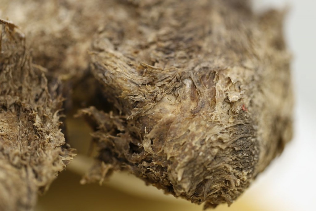 Pilot whale skull, zoomed in on soft tissue