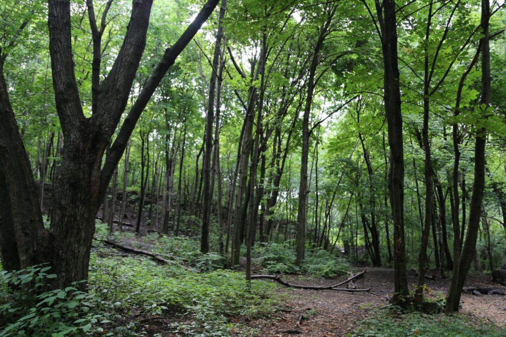 Trails through the park's forest