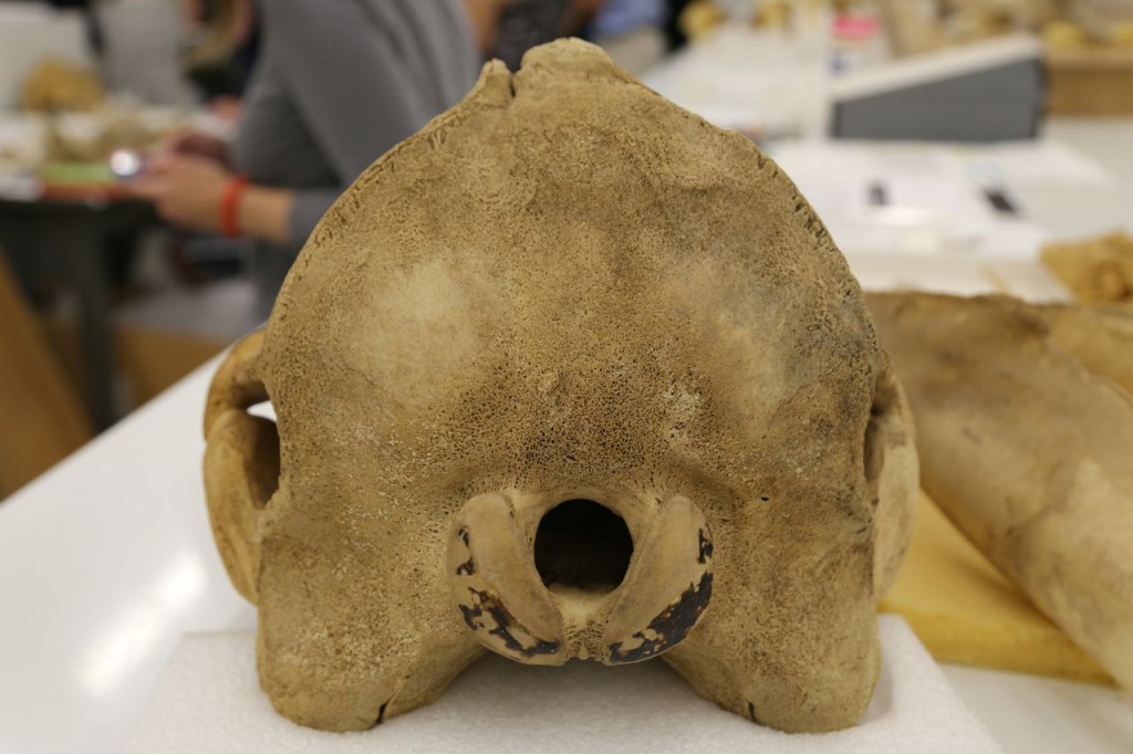 Beaked whale skull