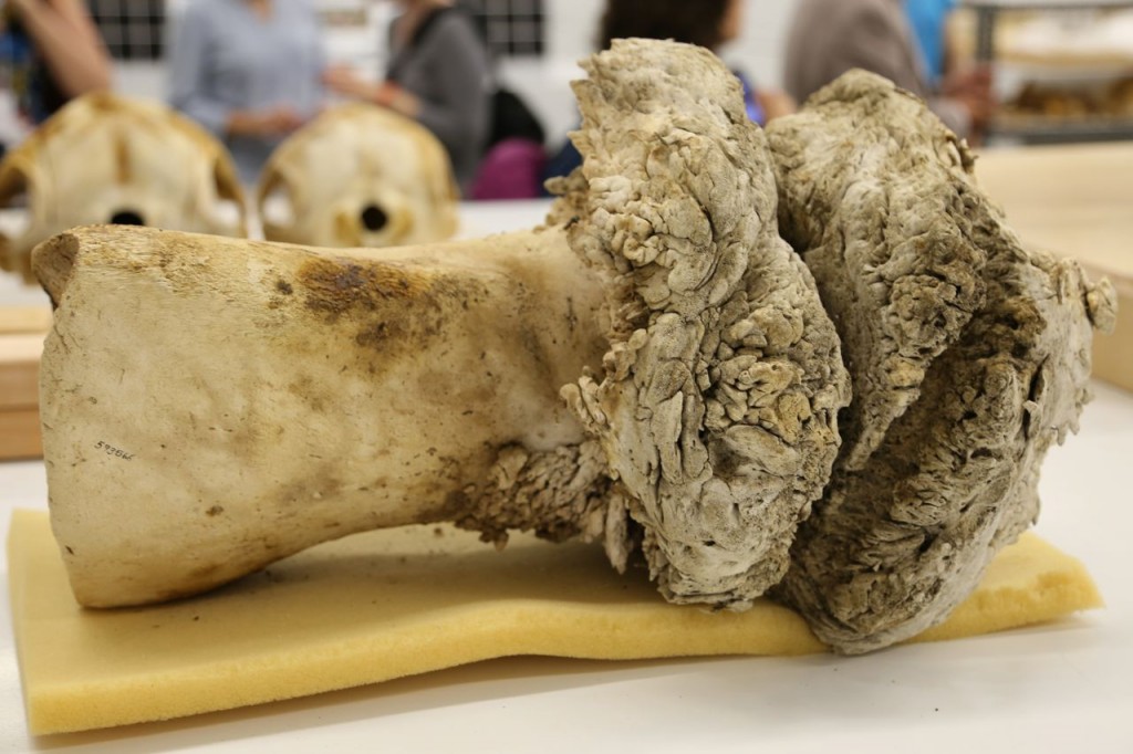 Right whale forelimb bone with entanglement growth