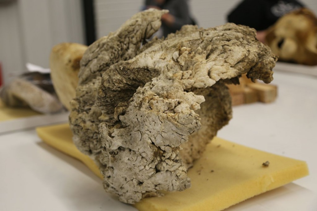 Right whale forelimb bone with entanglement growth