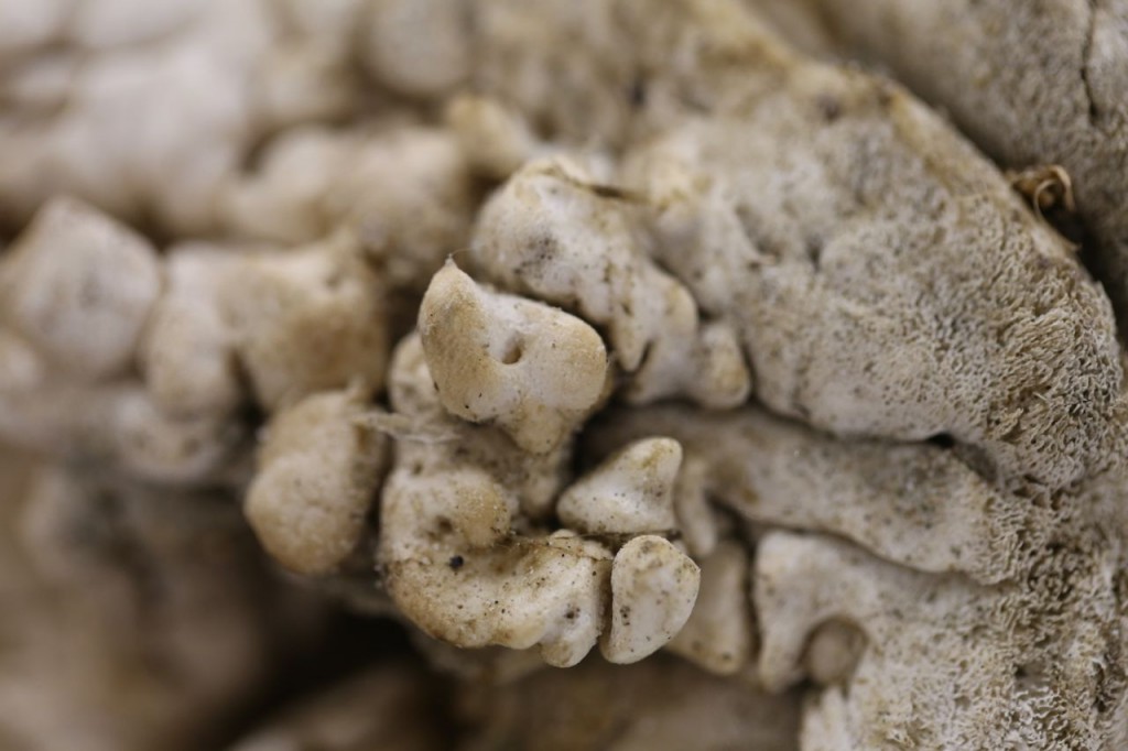 Right whale forelimb bone with entanglement growth (zoomed in)