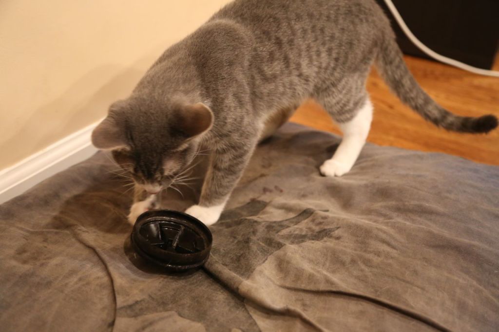 Feste's new favorite toy the rubber drain cover from the kitchen sink. He keeps pulling it out every time I put it back in. 