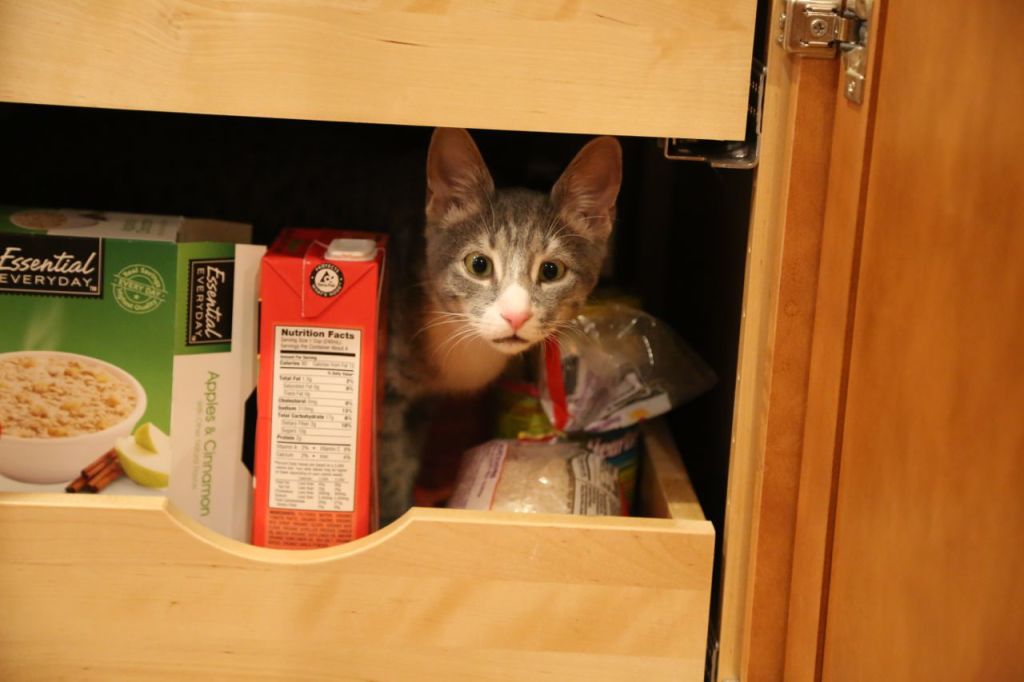 I assume everyone stores their cats in the kitchen pantry next to the soup.