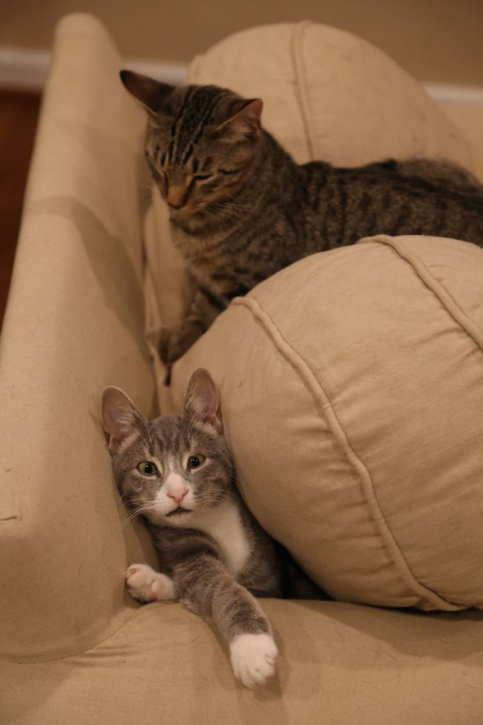 Orsino keeping Feste under the cushion