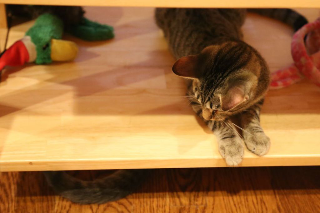 Orsino watching Feste's tail under the coffee table