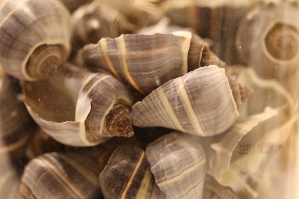 Shells