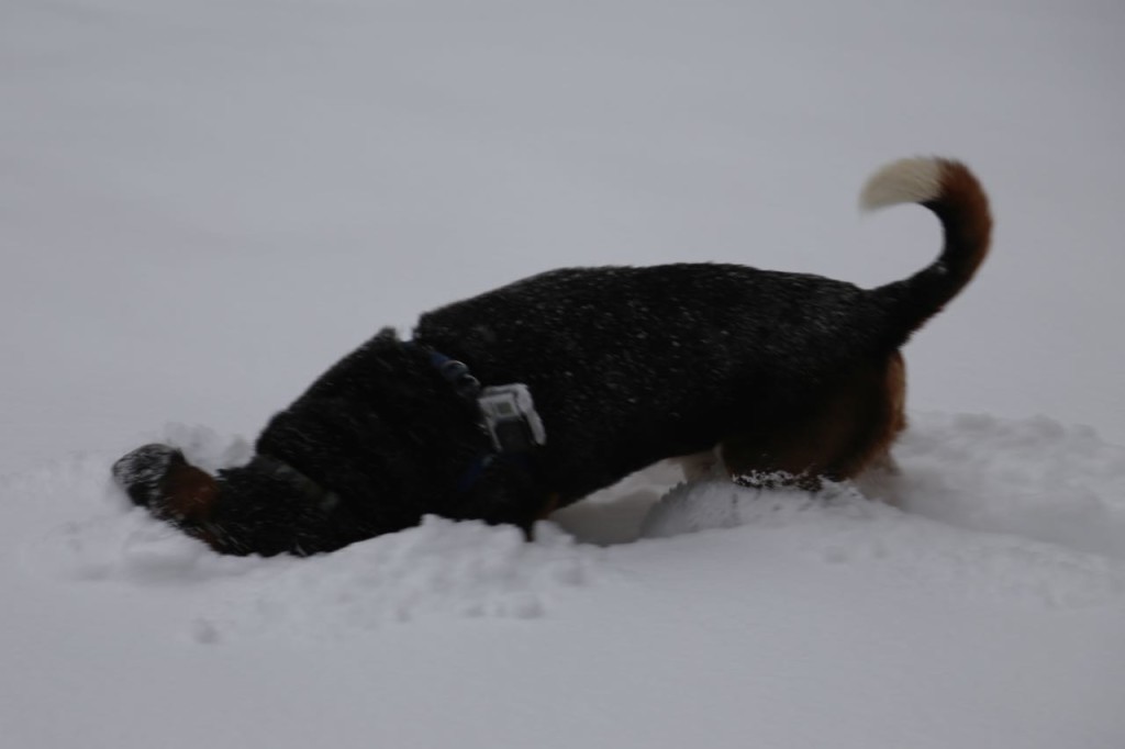 Digging head first into the snow