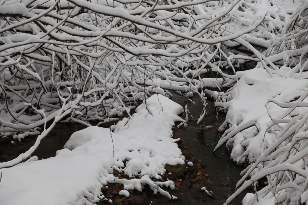 limbs over stream