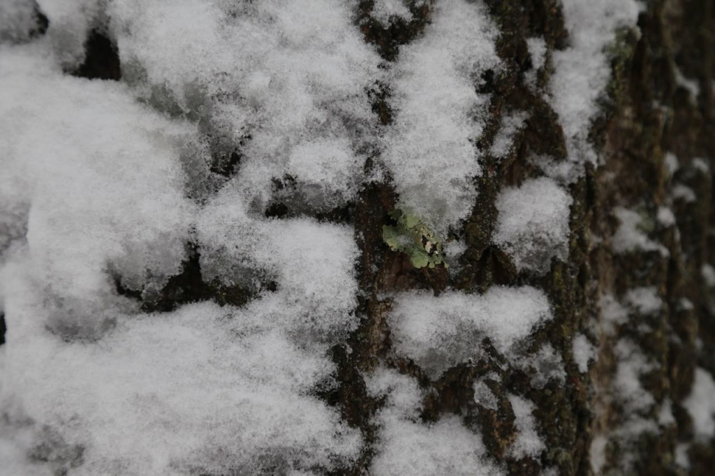 moss on tree