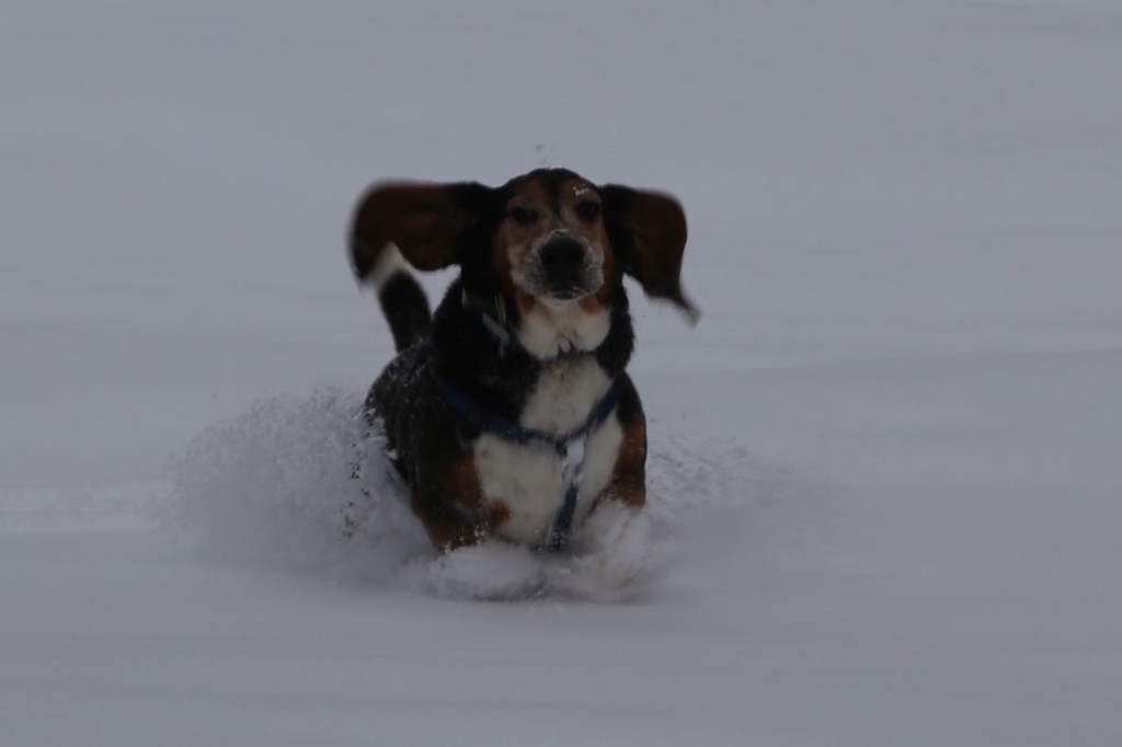 Running through the snow