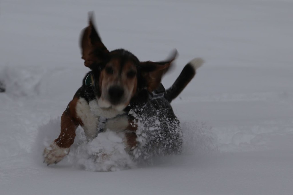 Running through the snow
