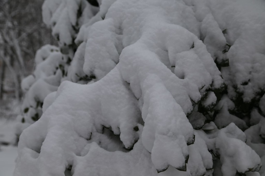 snow covered holly