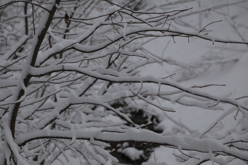 snow covered limbs