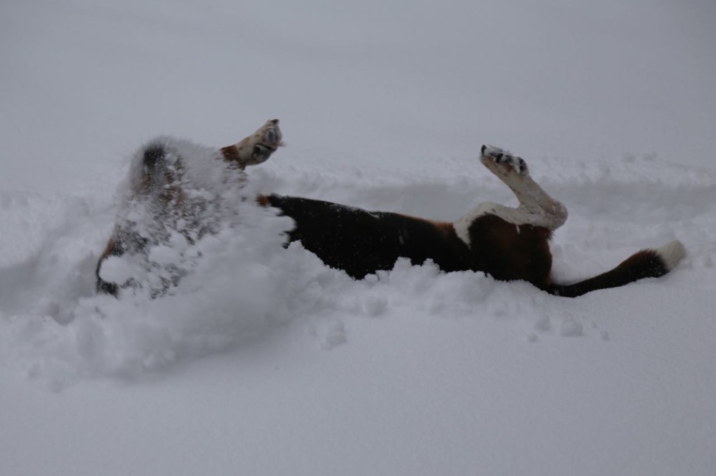 Rolling in the snow