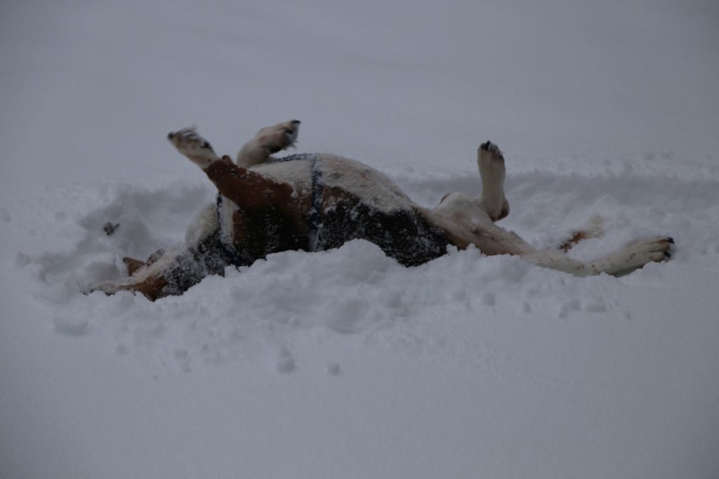 Rolling in the snow