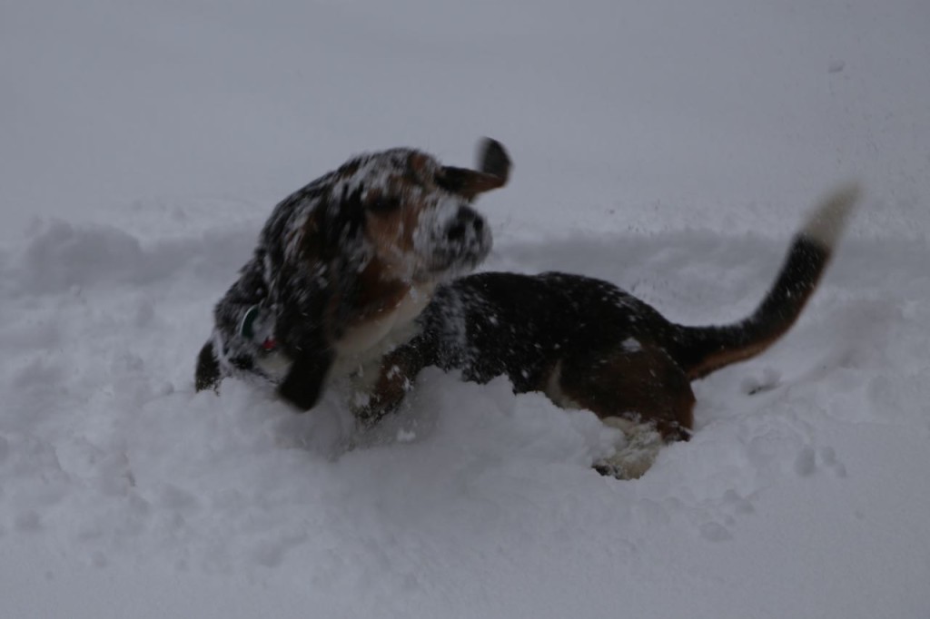 Rolling in the snow