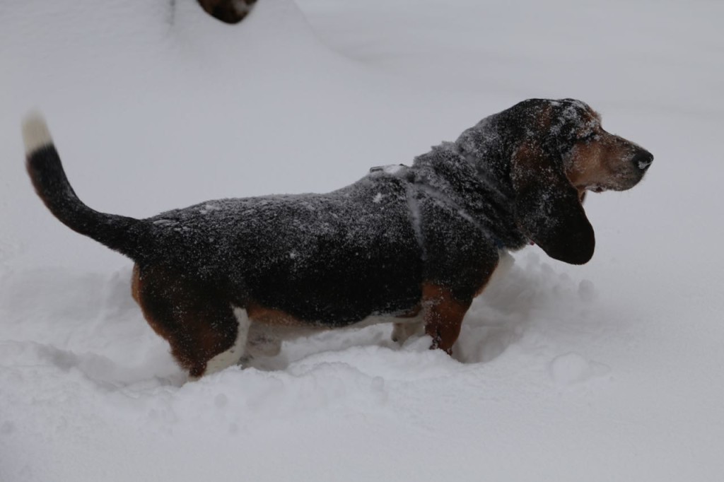 Rolling in the snow leads to being covered in snow