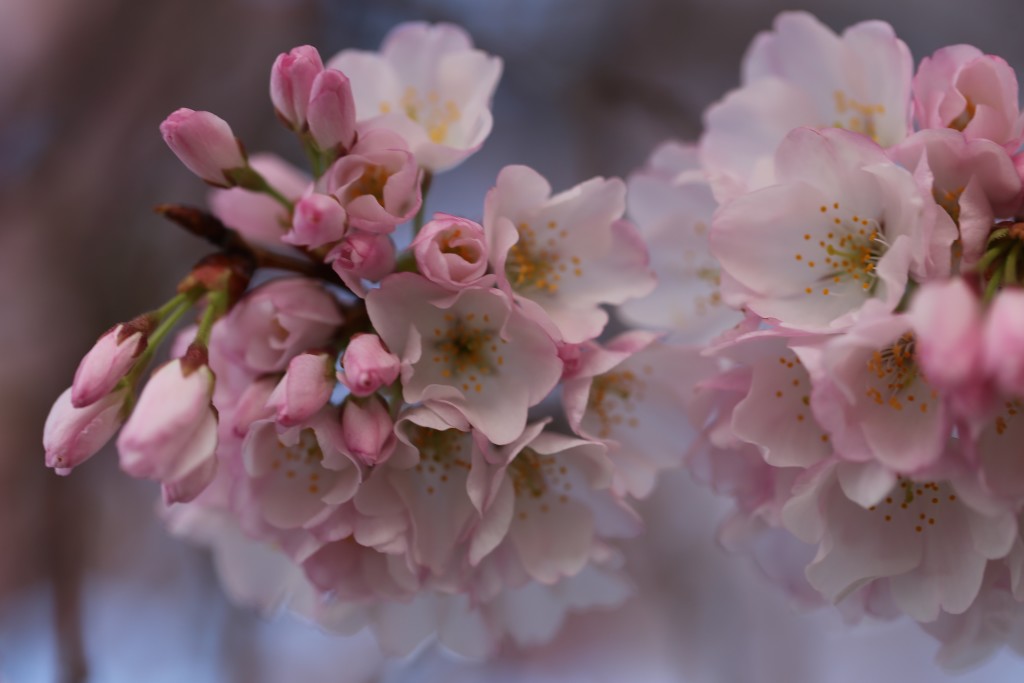 Cherry blossoms