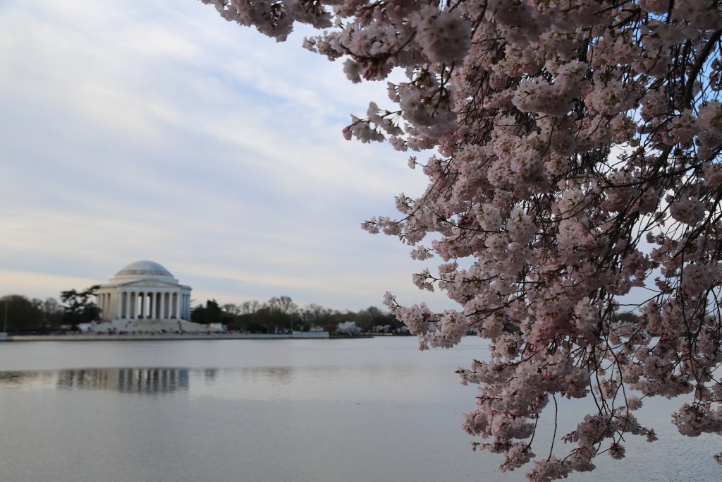 Jefferson Memorial and cherry blossoms around Tidal Pool