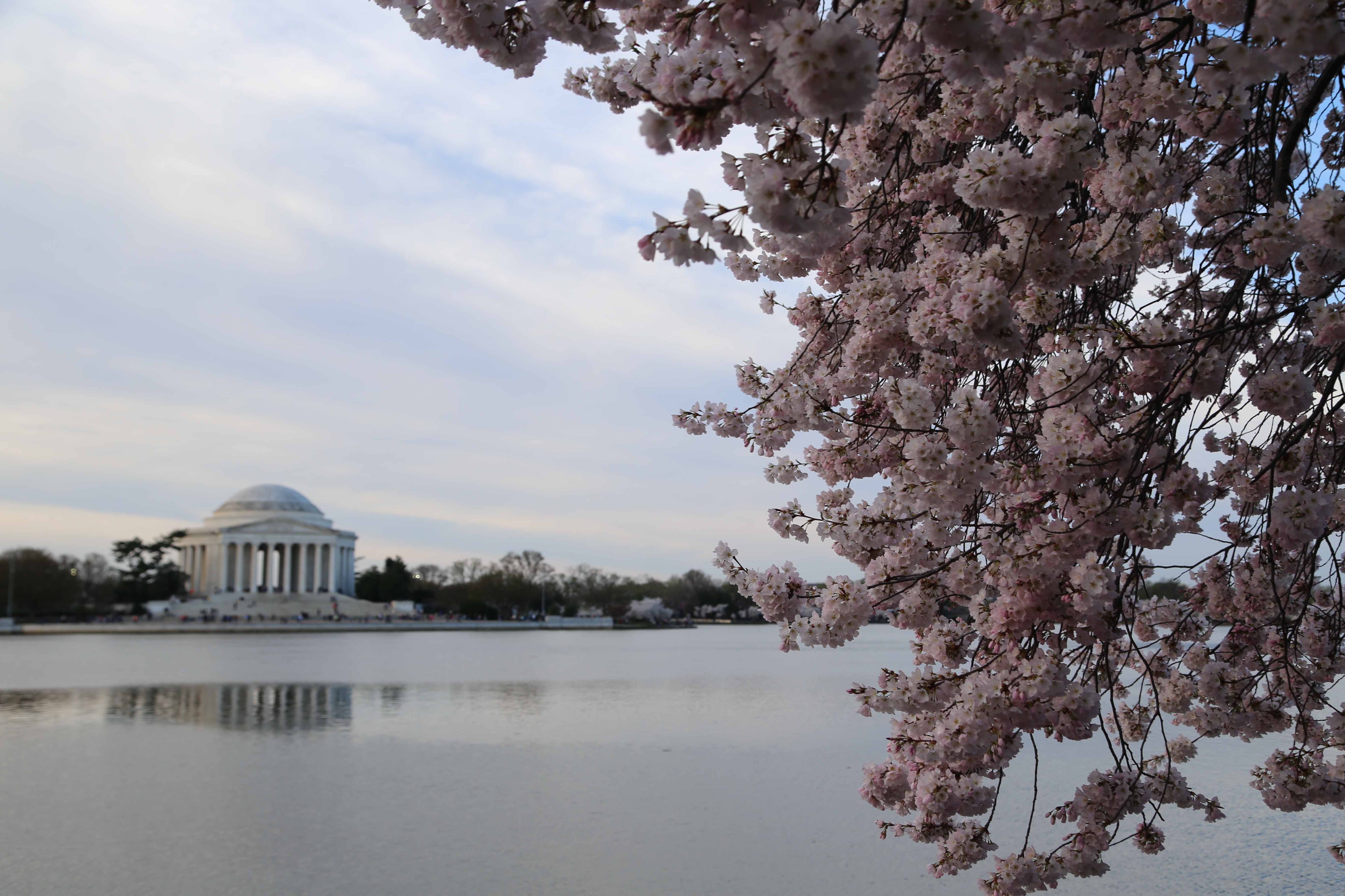 Cherry Blossoms – Geeky Girl Engineer