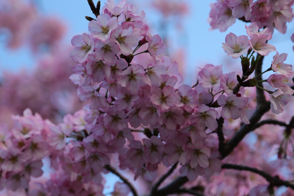 Cherry blossoms