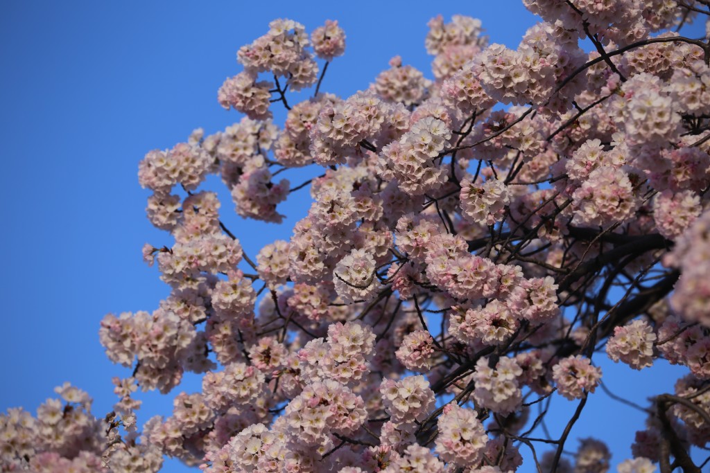 Cherry blossoms