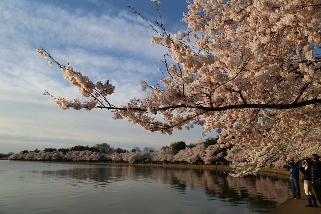 Cherry blossoms around Tidal Pool