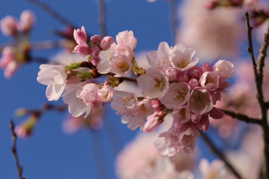 Cherry blossoms