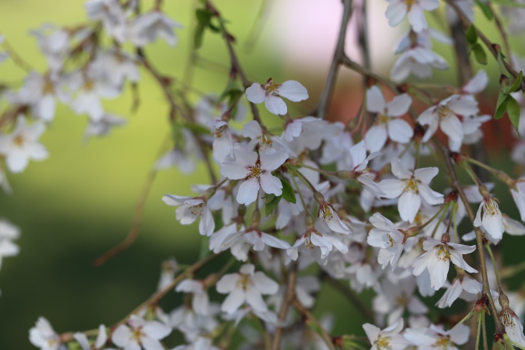 Cherry blossoms