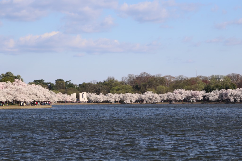 Cherry blossoms around Tidal Pool (MLK monument is on the left)