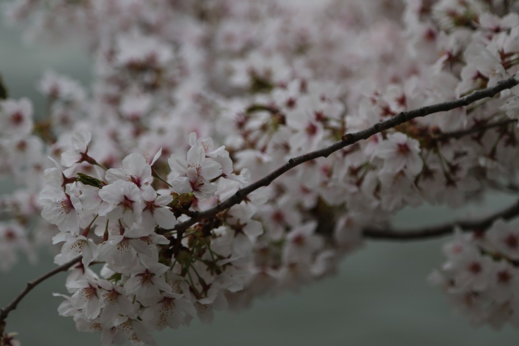 Cherry blossoms