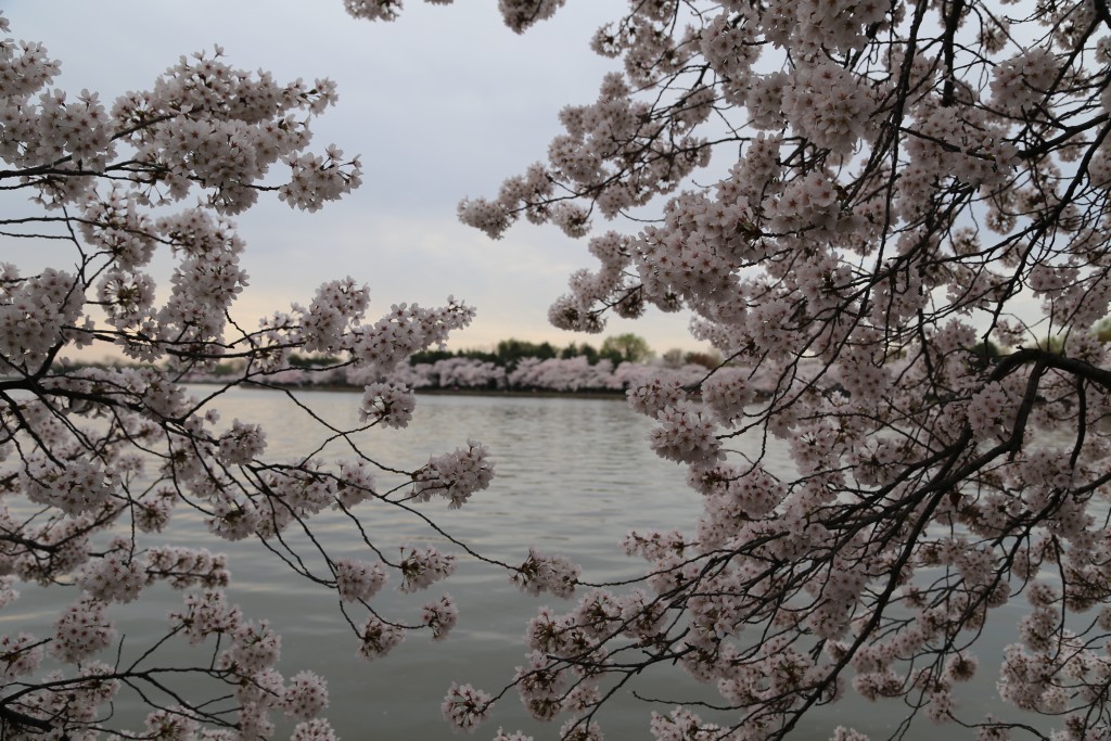Cherry blossoms around Tidal Pool