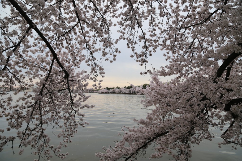 Cherry blossoms around Tidal Pool
