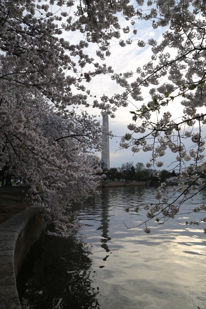 Washington Monument with cherry blossoms