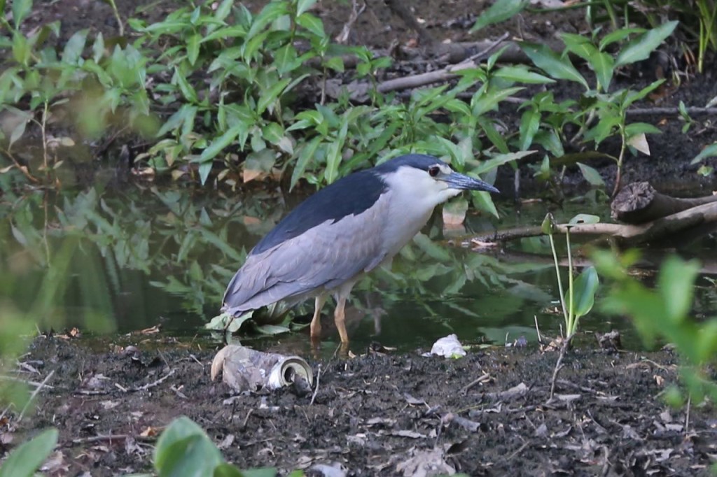 Black-crowned night-heron,  Arlington, Virginia, USA, May 25, 2015