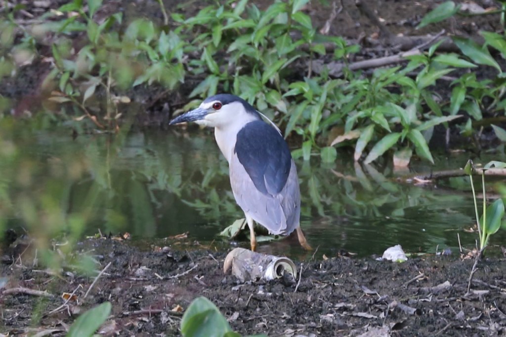 Black-crowned night-heron,  Arlington, Virginia, USA, May 25, 2015