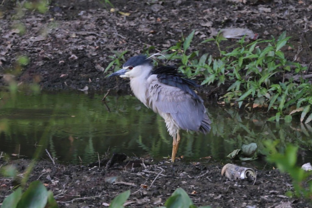 Black-crowned night-heron,  Arlington, Virginia, USA, May 25, 2015