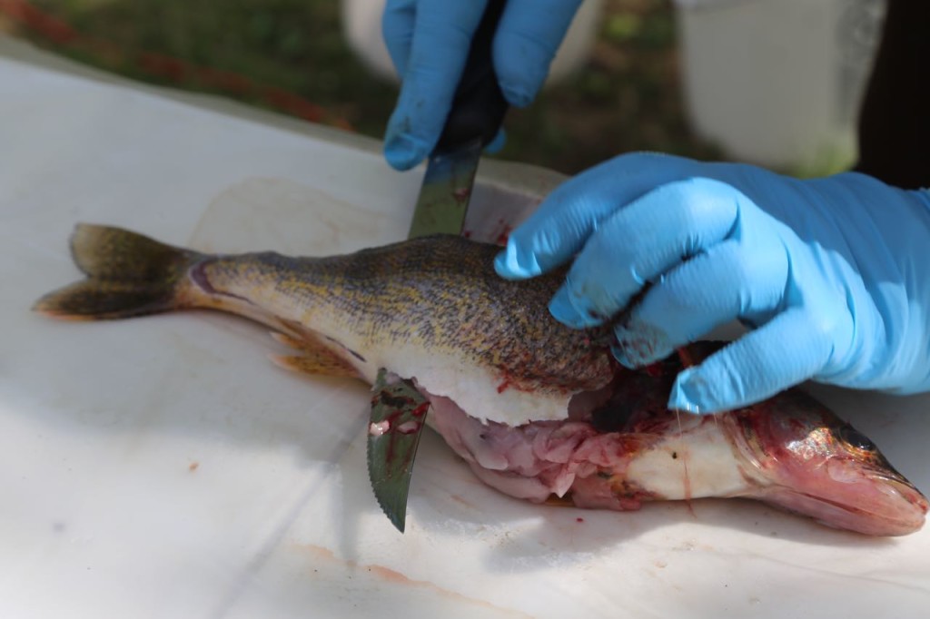 Cutting fish to take the samples
