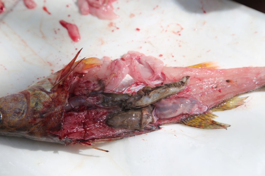 Fish gastro intestine tract. Eaten food is in stomach.