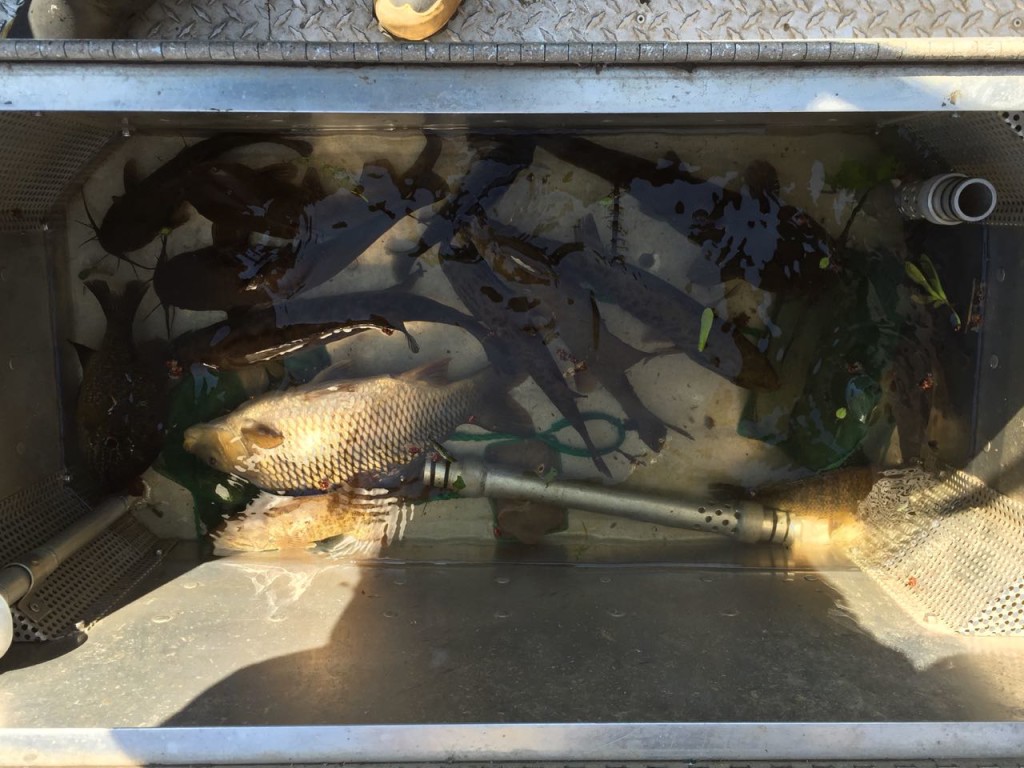 Caught fish in boat's holding tank